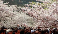 你見過空無一人的中山公園櫻花大道嗎？美！